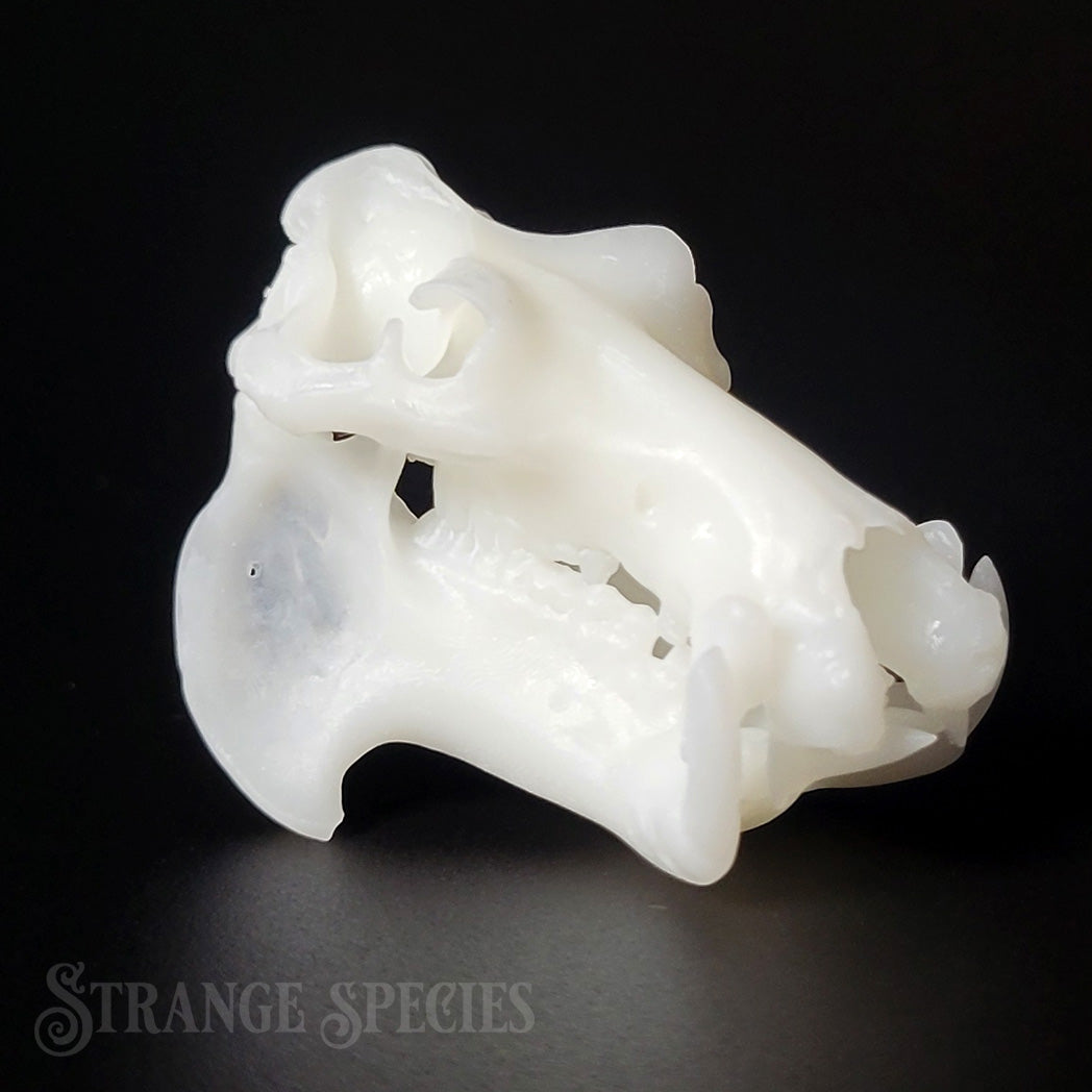 North American House Hippo Skull Replica