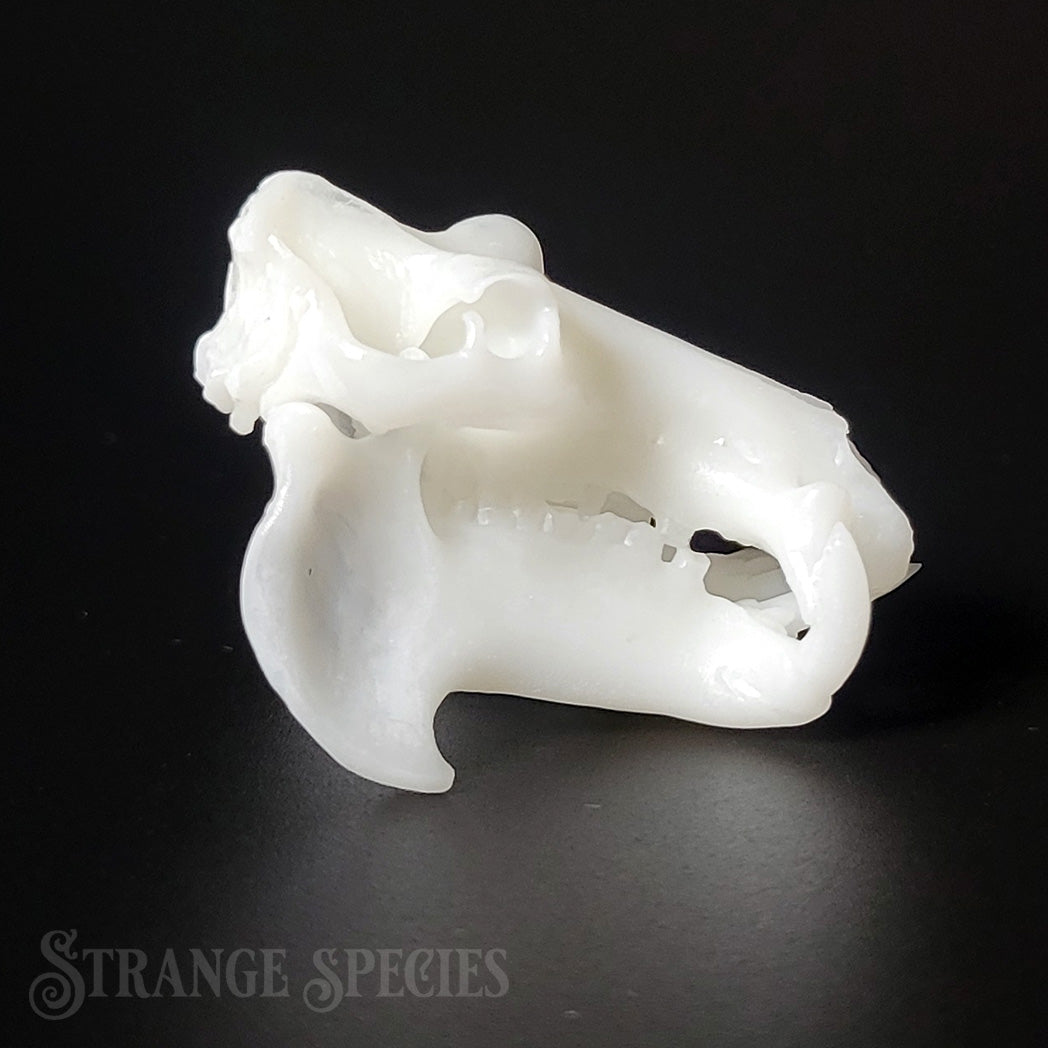 North American House Hippo Skull Replica