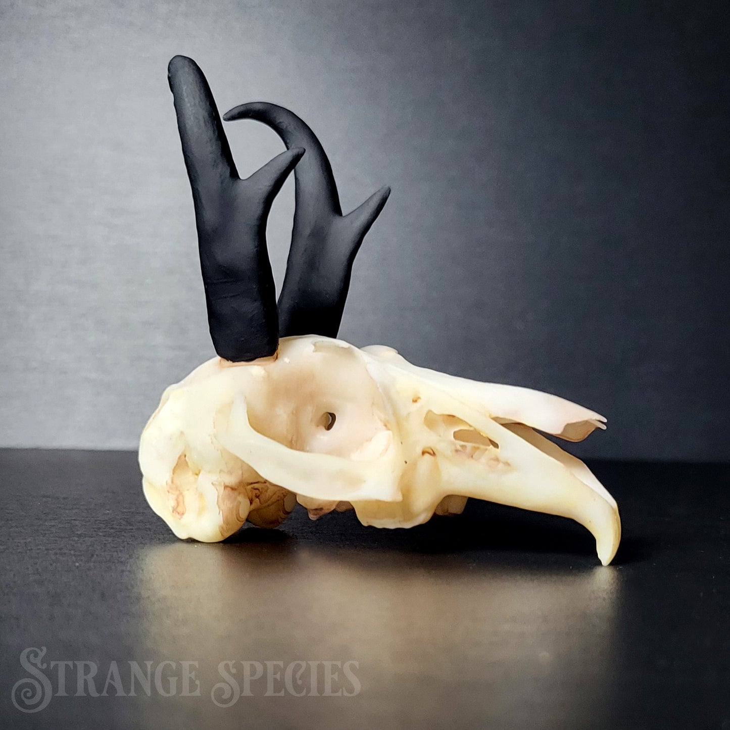 Jackalope Skull Replica (Life-Sized)