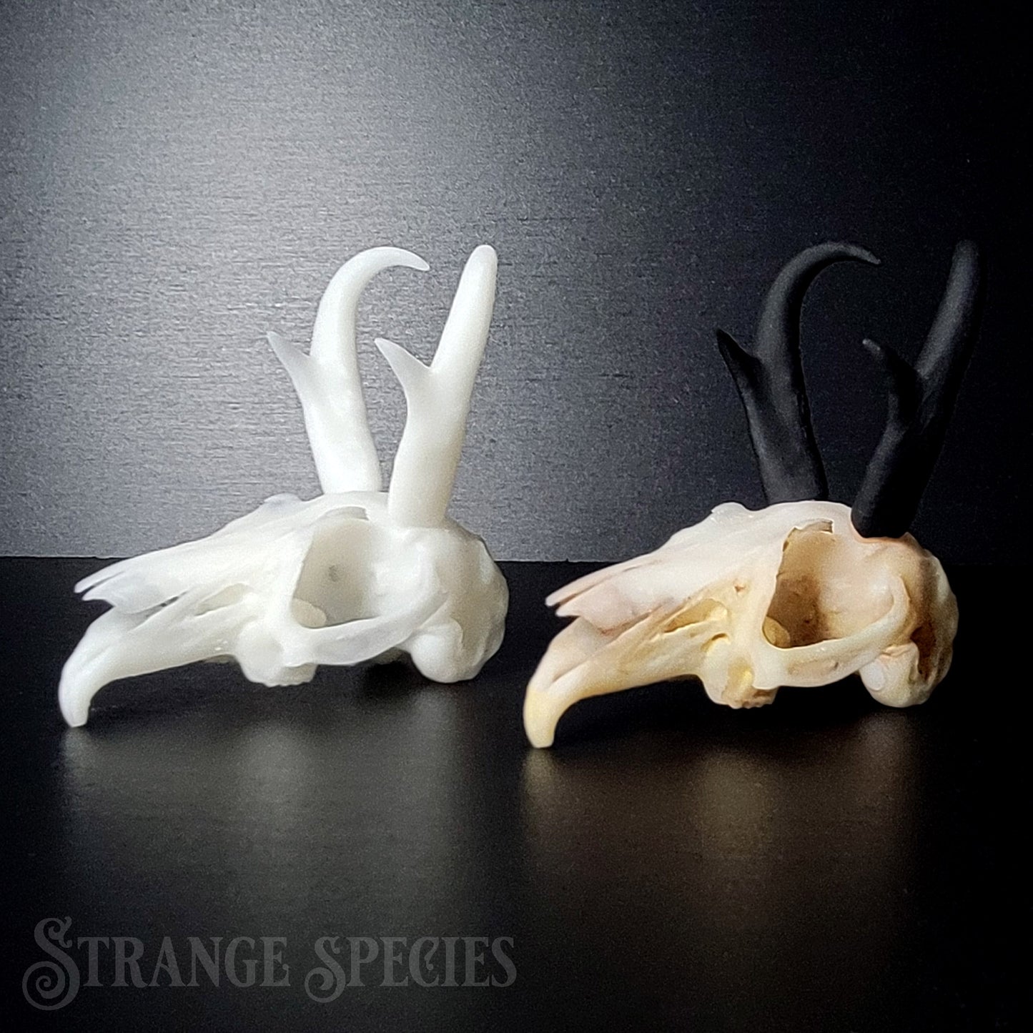 Jackalope Skull Replica (Life-Sized)