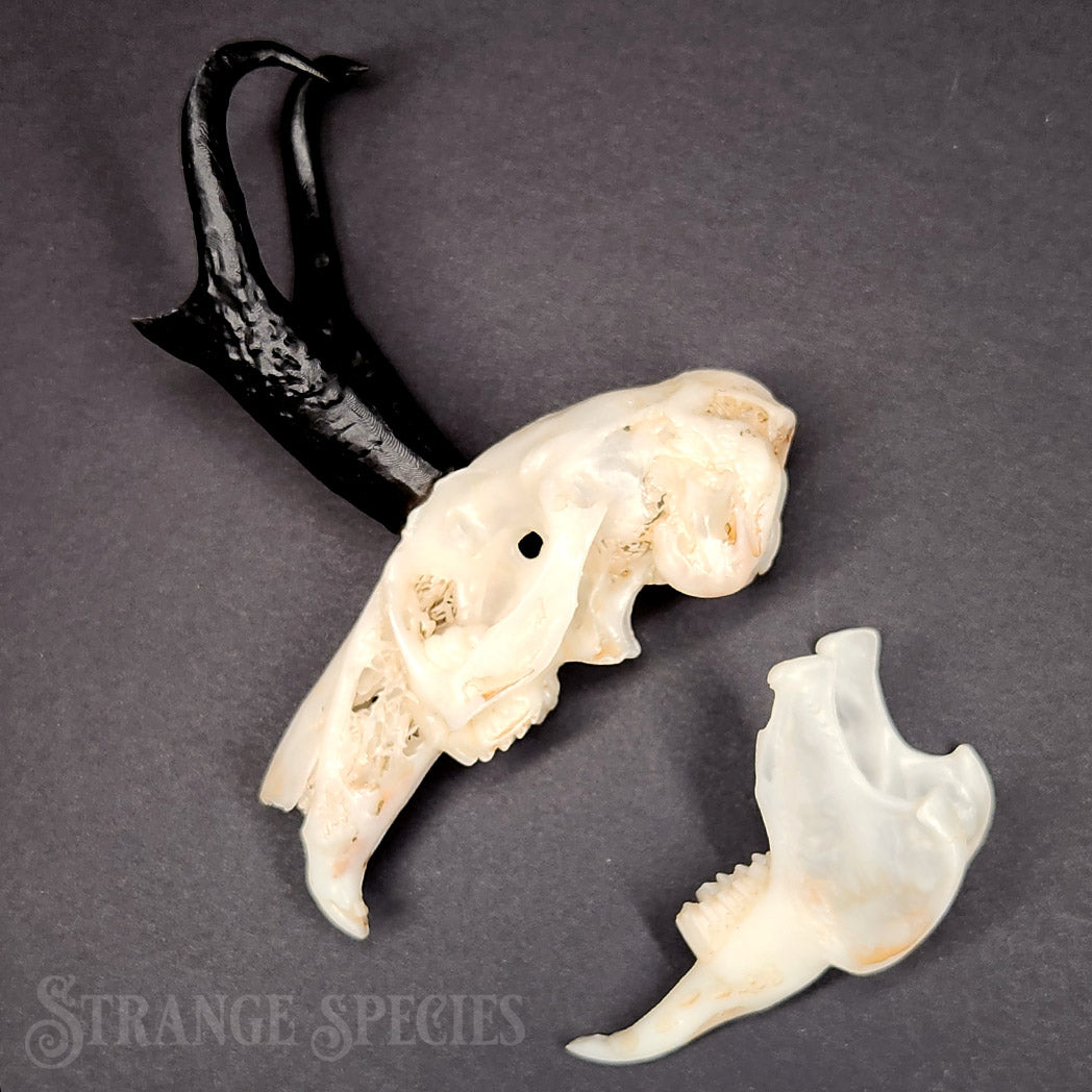 Jackalope Skull Replica (Life-Sized and Highly Detailed)