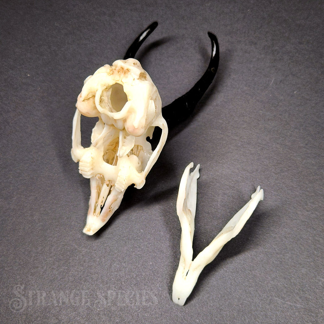Jackalope Skull Replica (Life-Sized and Highly Detailed)
