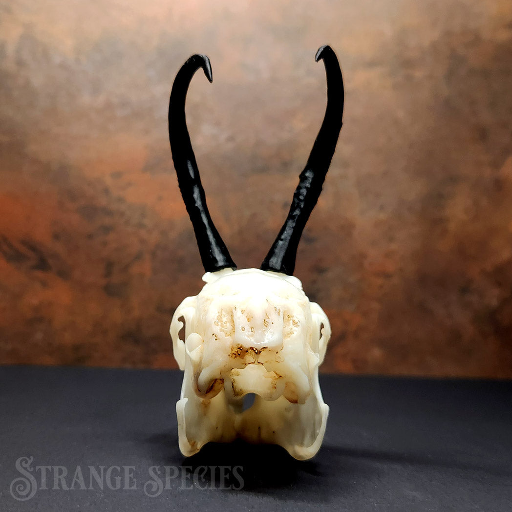 Jackalope Skull Replica (Life-Sized and Highly Detailed)