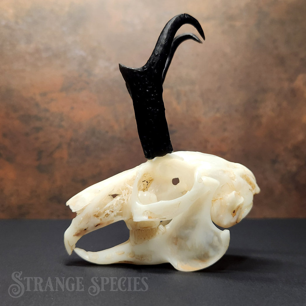 Jackalope Skull Replica (Life-Sized and Highly Detailed)