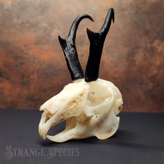 Jackalope Skull Replica (Life-Sized and Highly Detailed)