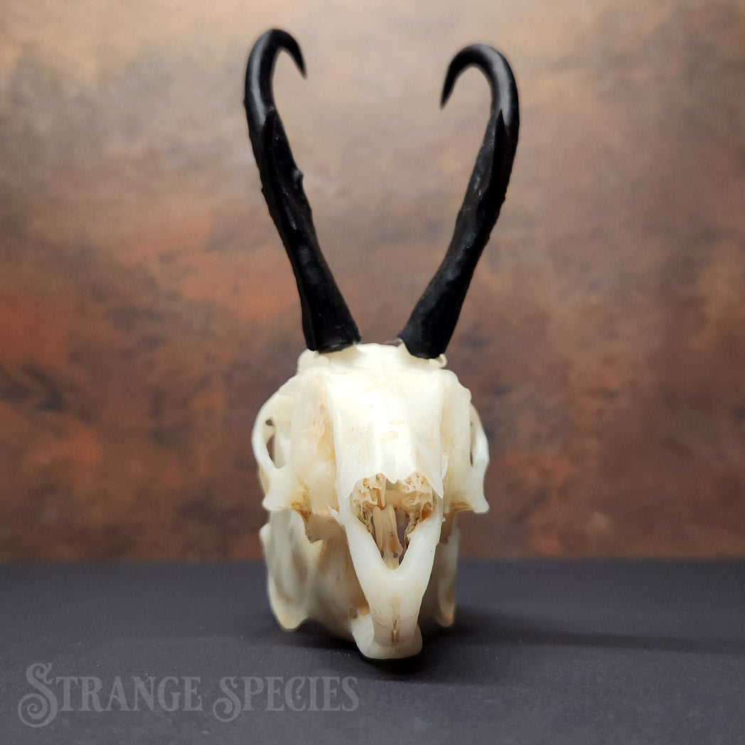 Jackalope Skull Replica (Life-Sized and Highly Detailed)