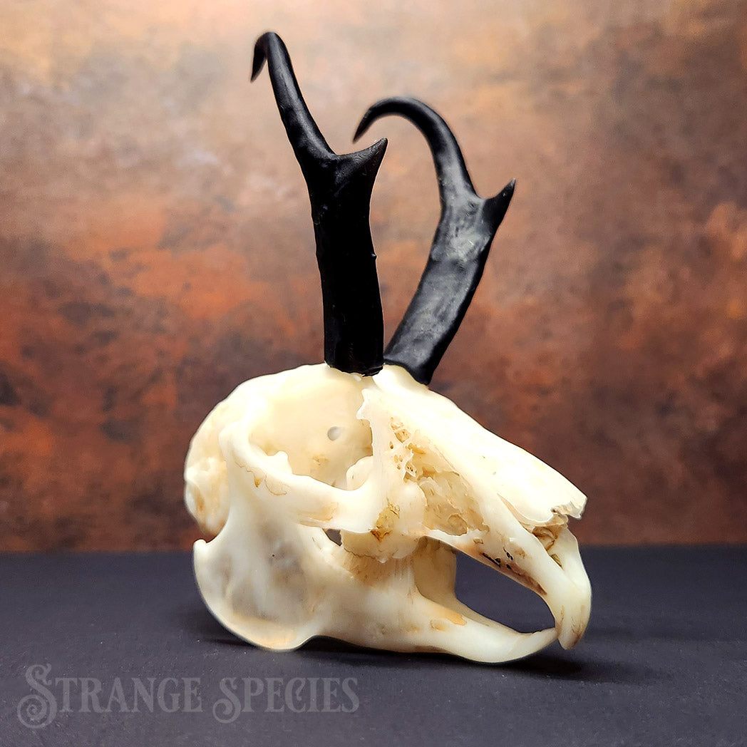 Jackalope Skull Replica (Life-Sized and Highly Detailed)