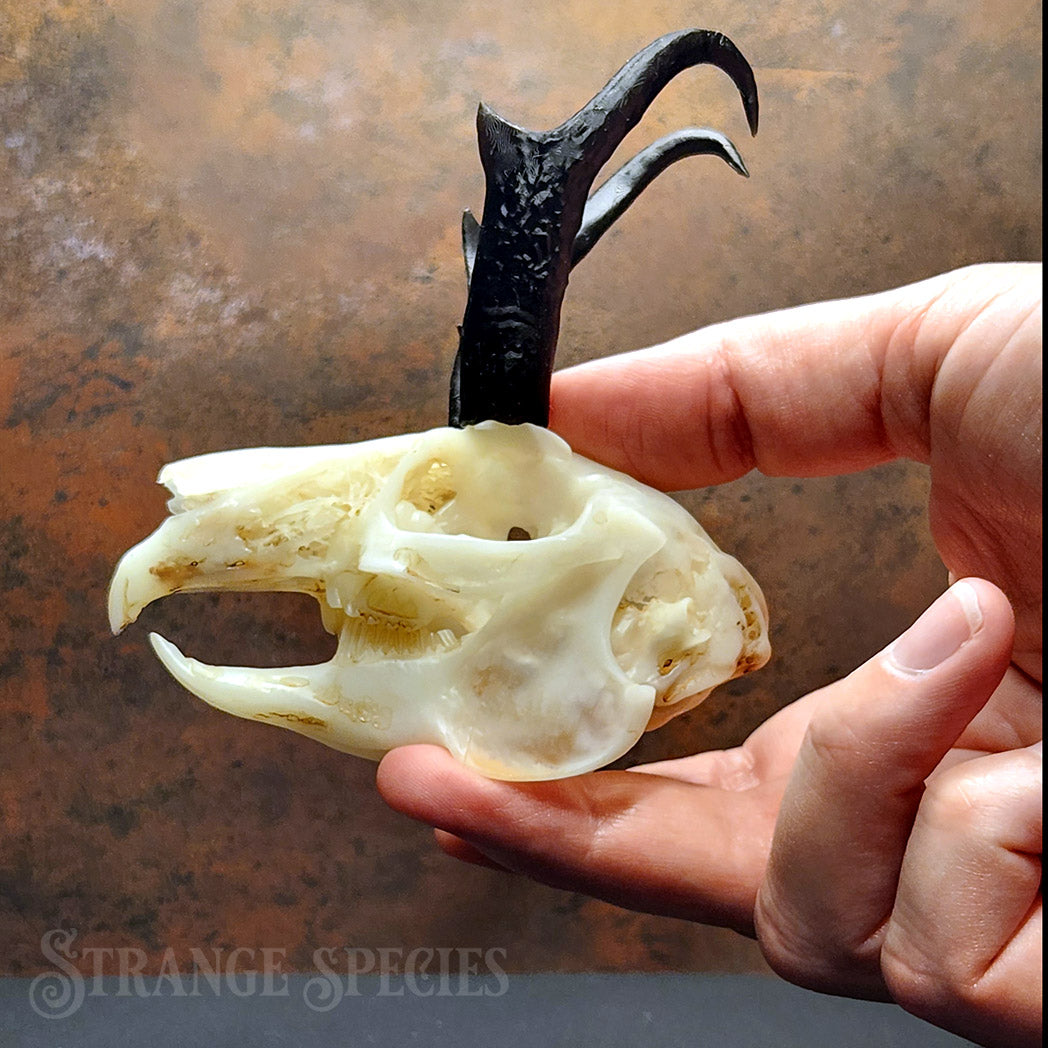 Jackalope Skull Replica (Life-Sized and Highly Detailed)