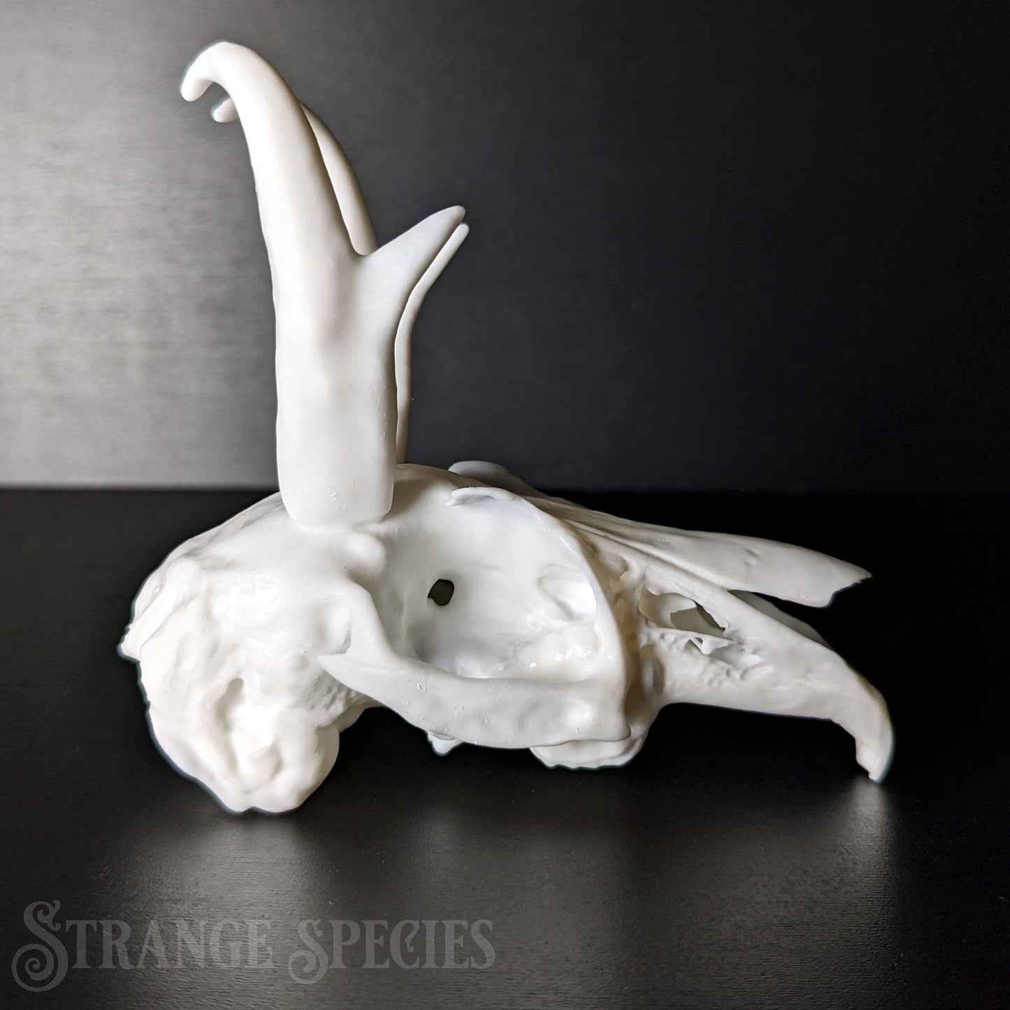 Jackalope Skull Replica (Life-Sized)