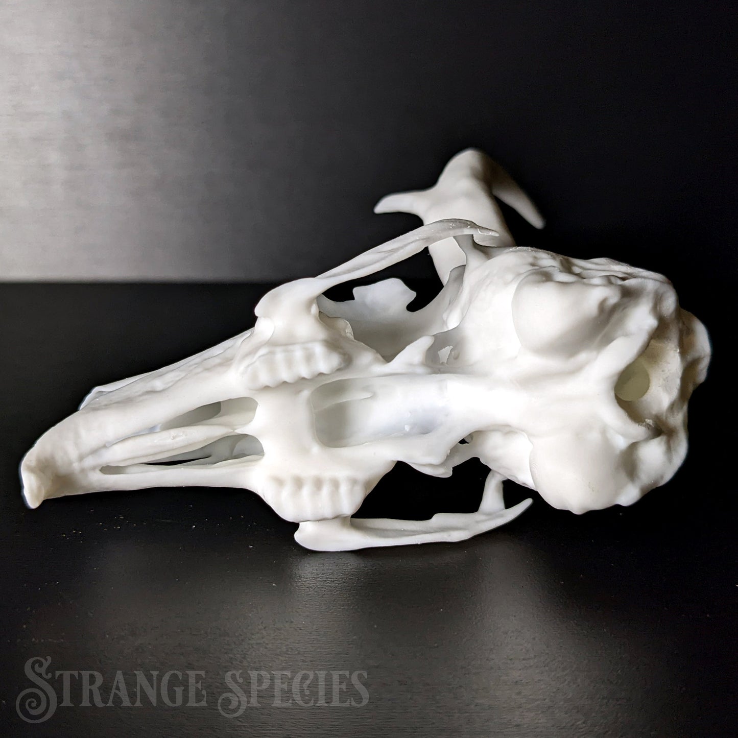 Jackalope Skull Replica (Life-Sized)