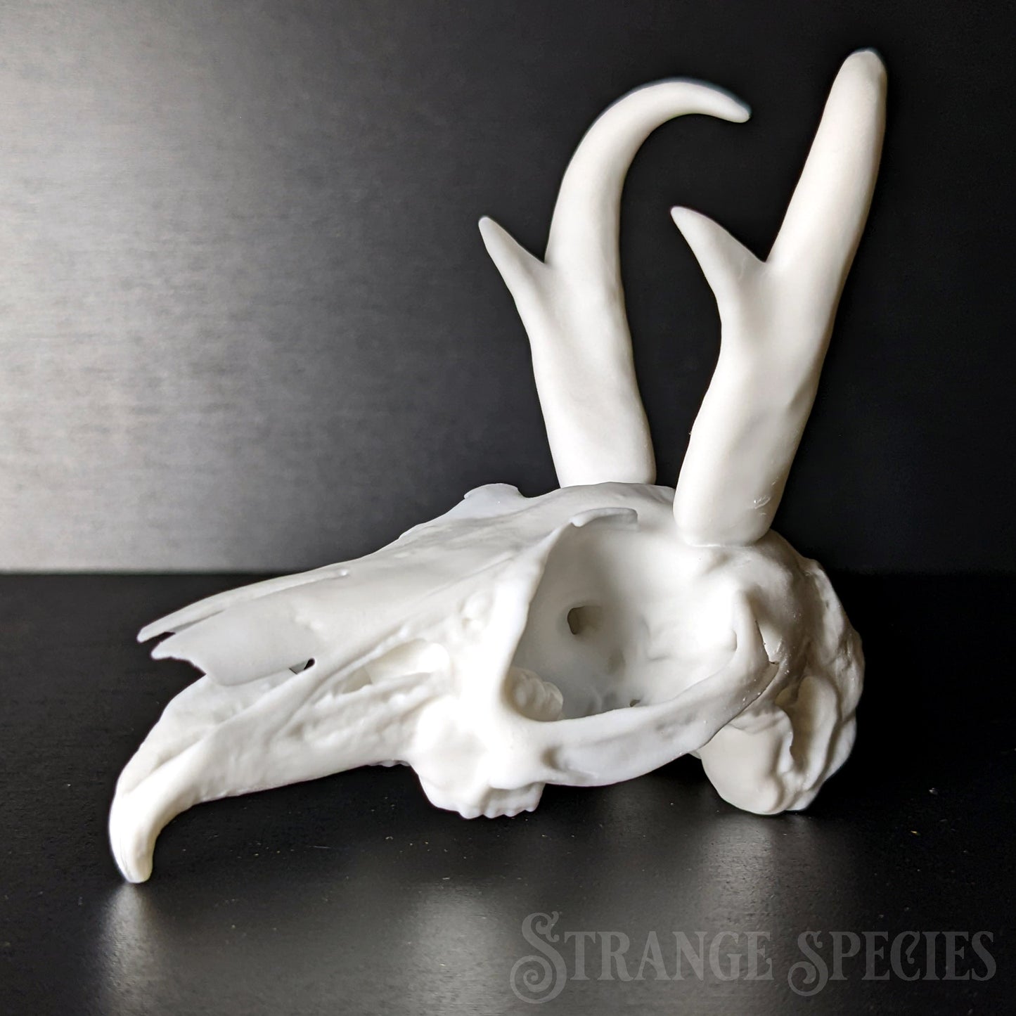 Jackalope Skull Replica (Life-Sized)