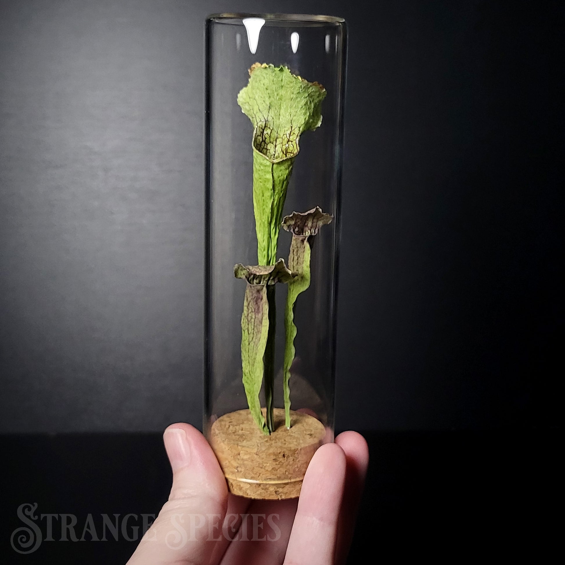 terrarium for pitcher plants Deadly Botany Large Pitcher Plant Display Glass Dome – Strange Species