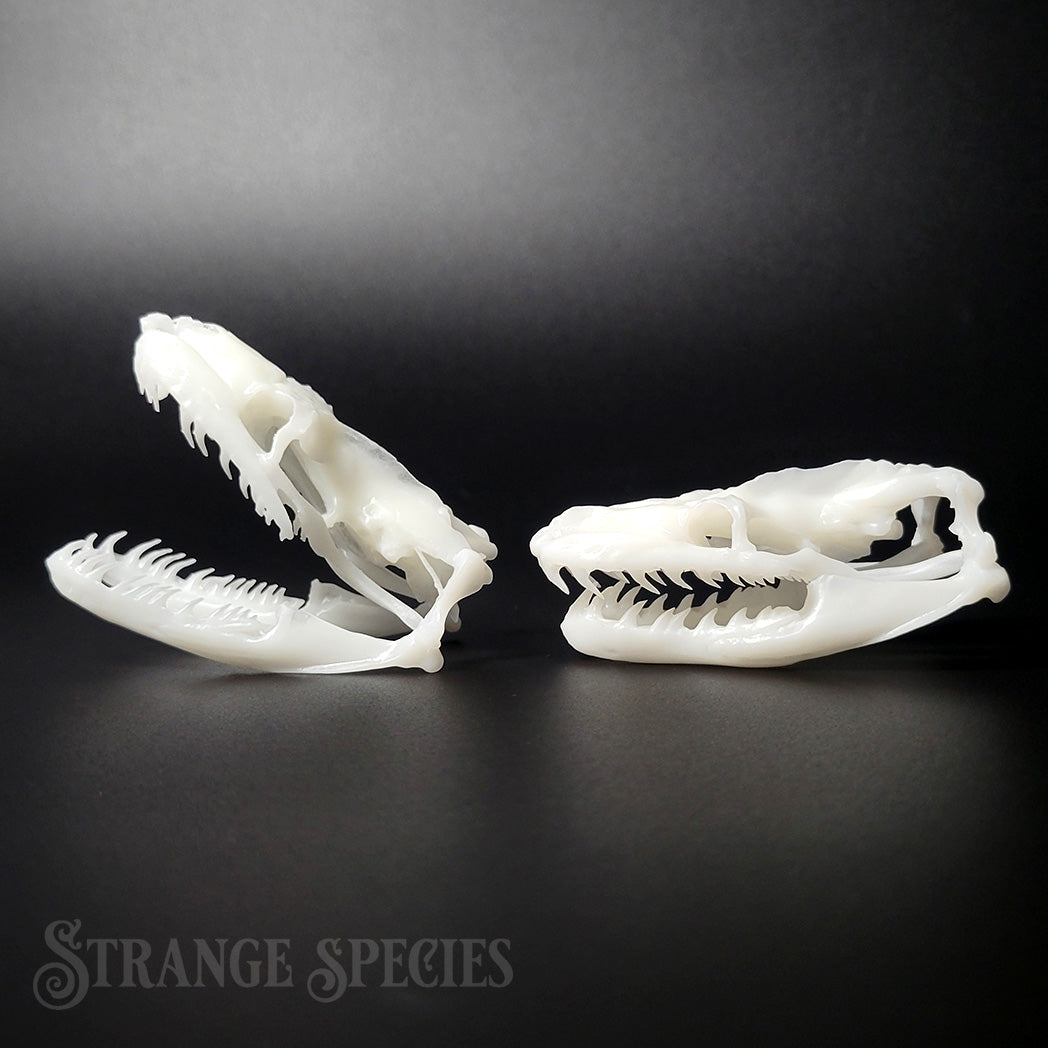 Reticulated Python Skull Replicas (Small)