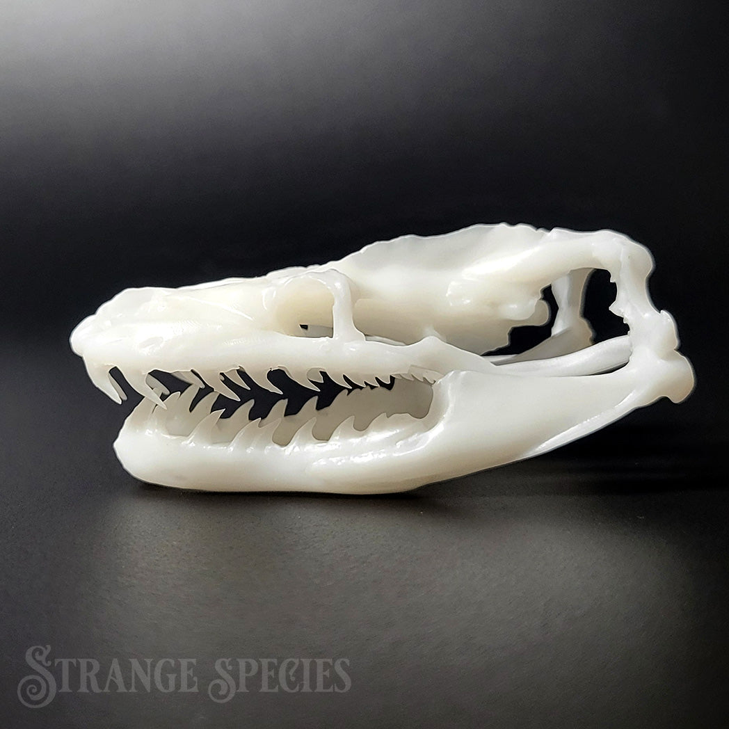 Reticulated Python Skull Replicas (Small)