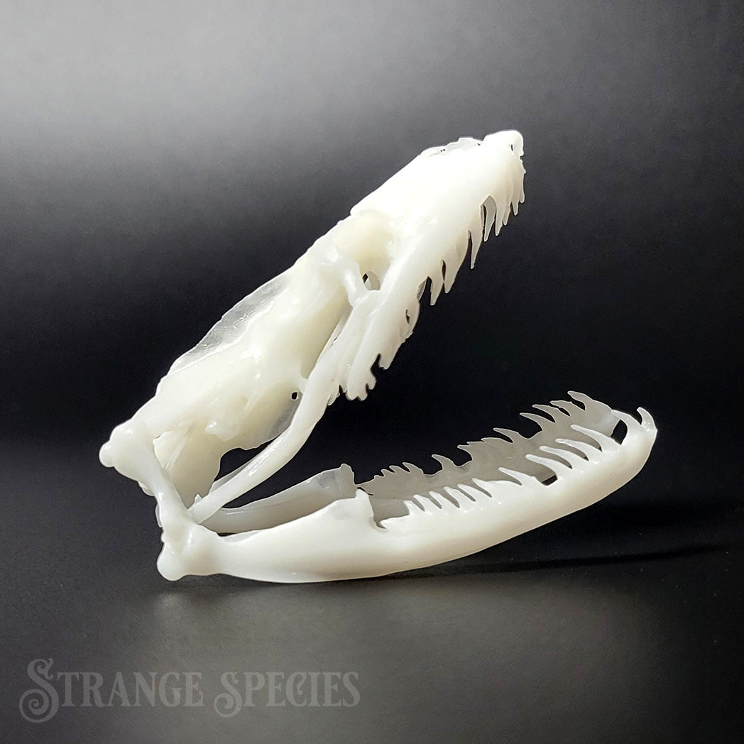 Reticulated Python Skull Replicas (Small)