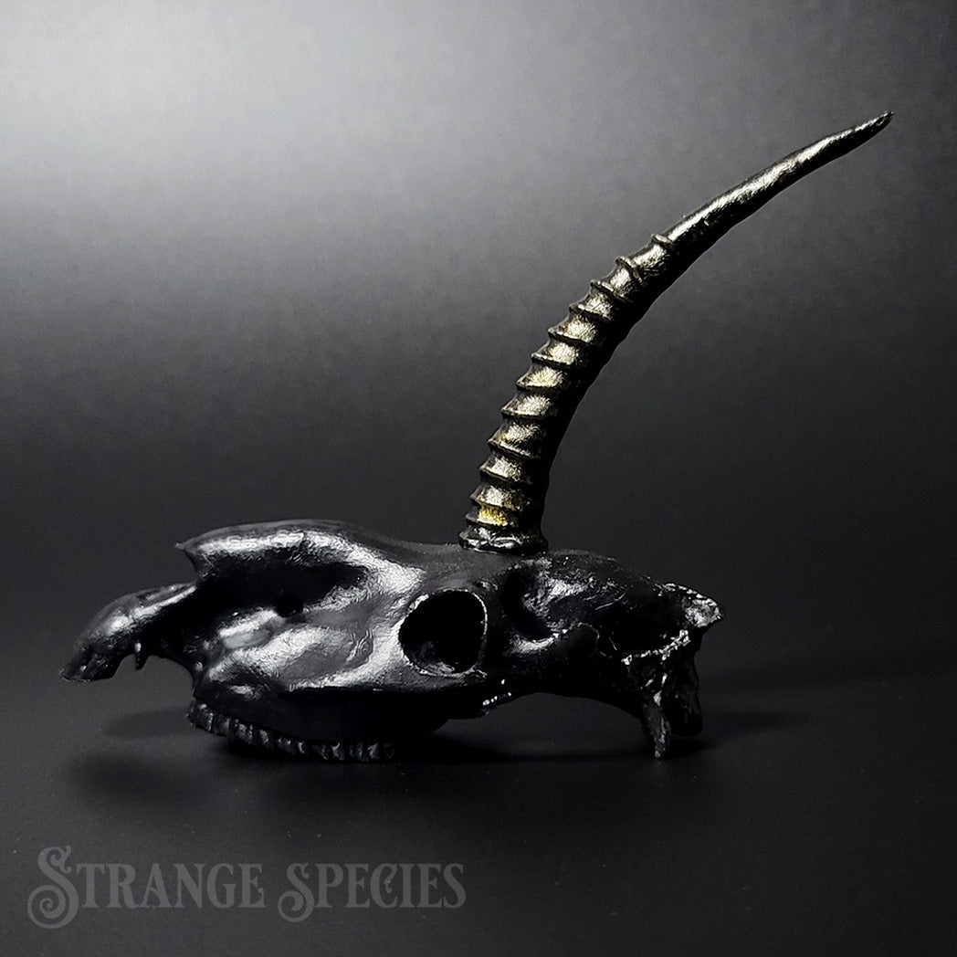 Mini Scimitar-Horned Unicorn Skull