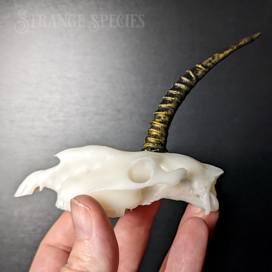 Mini Scimitar-Horned Unicorn Skull