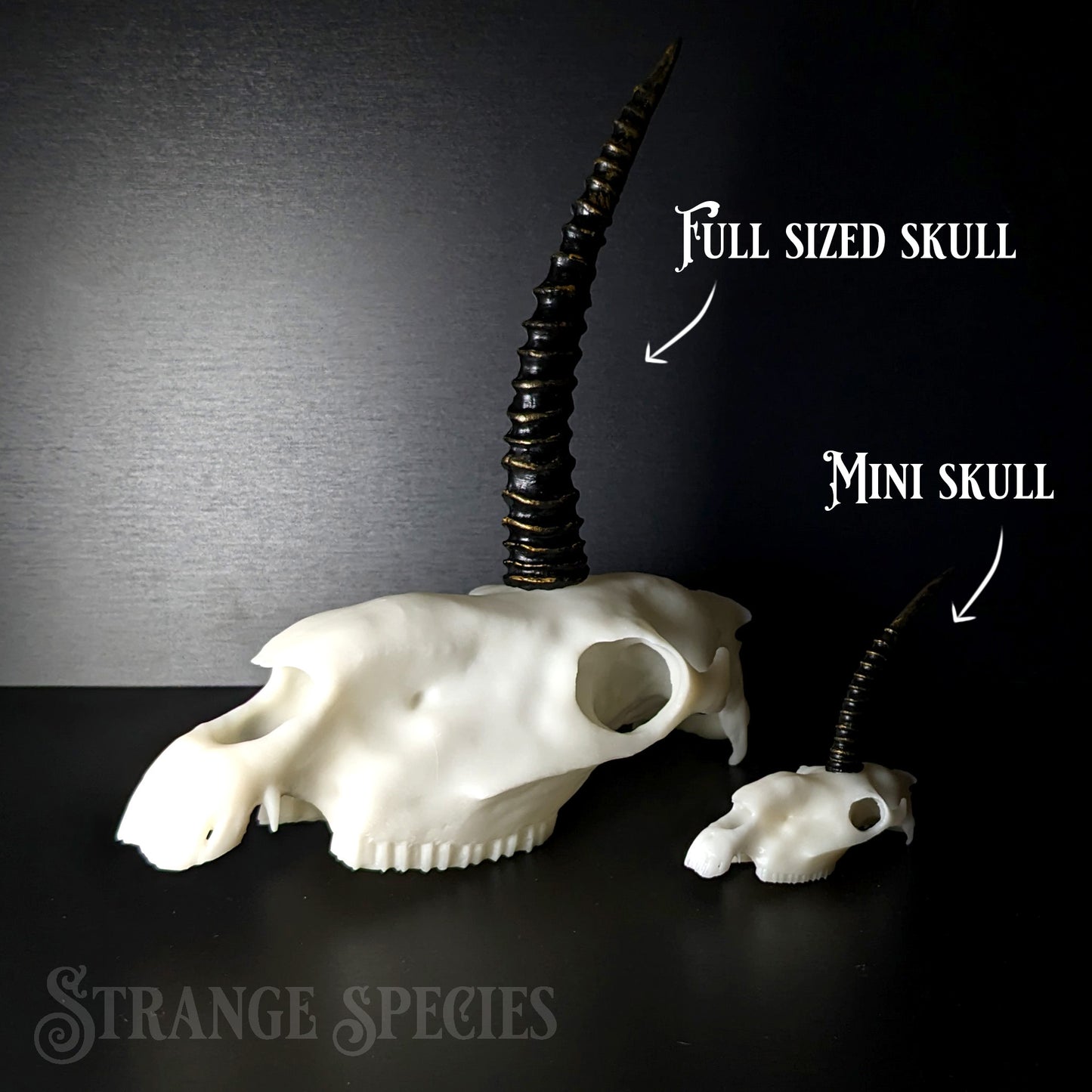 Mini Scimitar-Horned Unicorn Skull