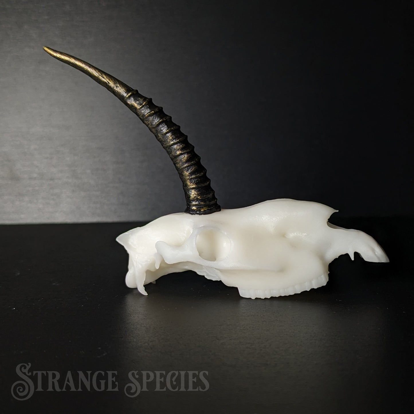 Mini Scimitar-Horned Unicorn Skull