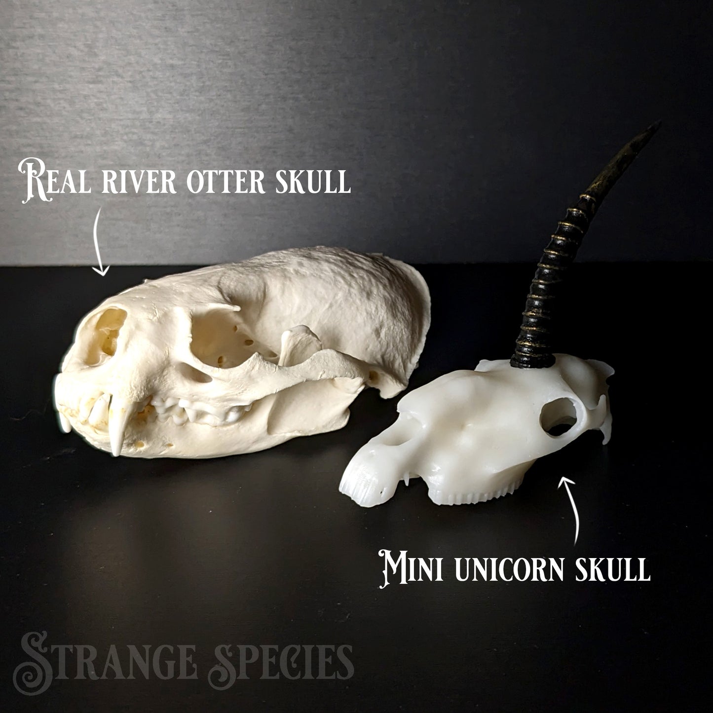 Mini Scimitar-Horned Unicorn Skull