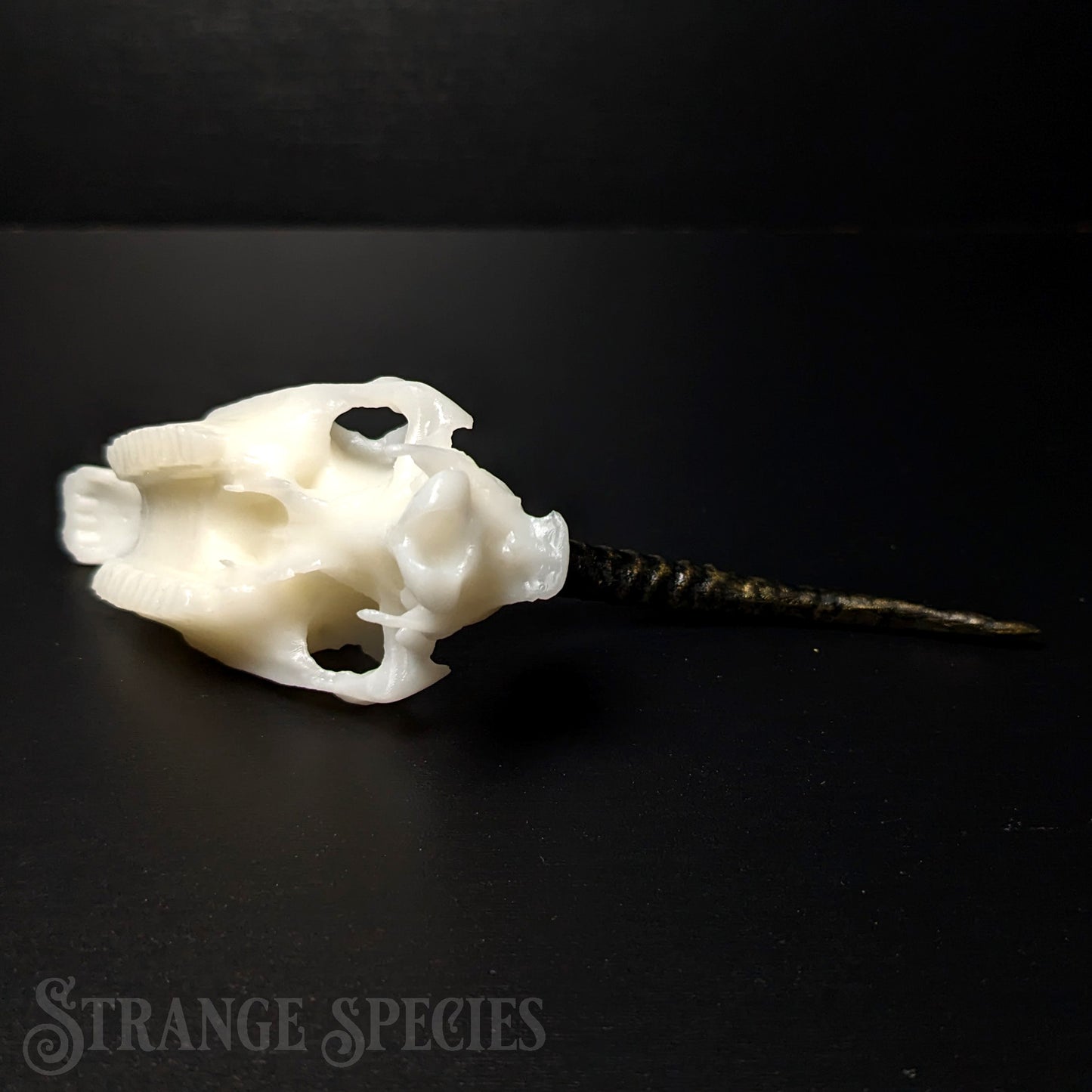 Mini Scimitar-Horned Unicorn Skull