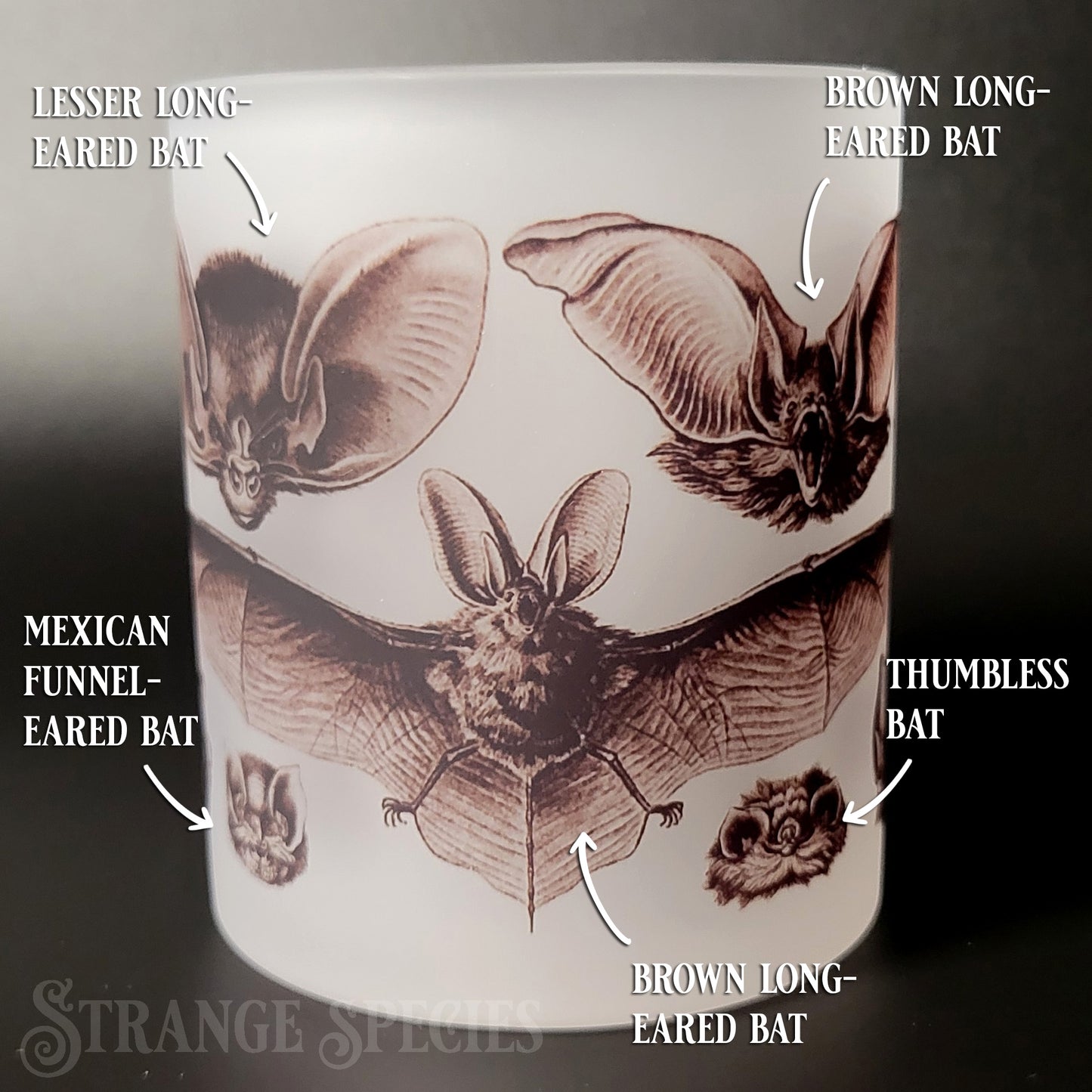 Vintage Bat Illustrations Frosted Glass Mug 11 oz