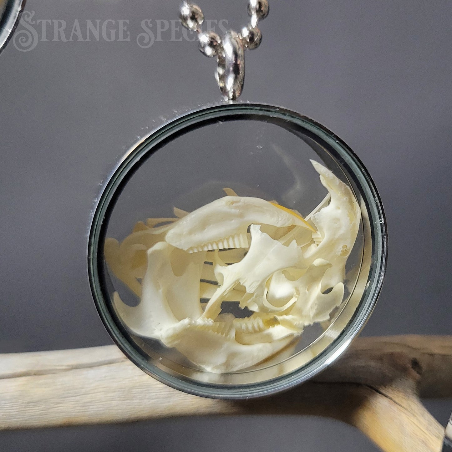 Owl Pellet Rodent Bone Locket Necklace