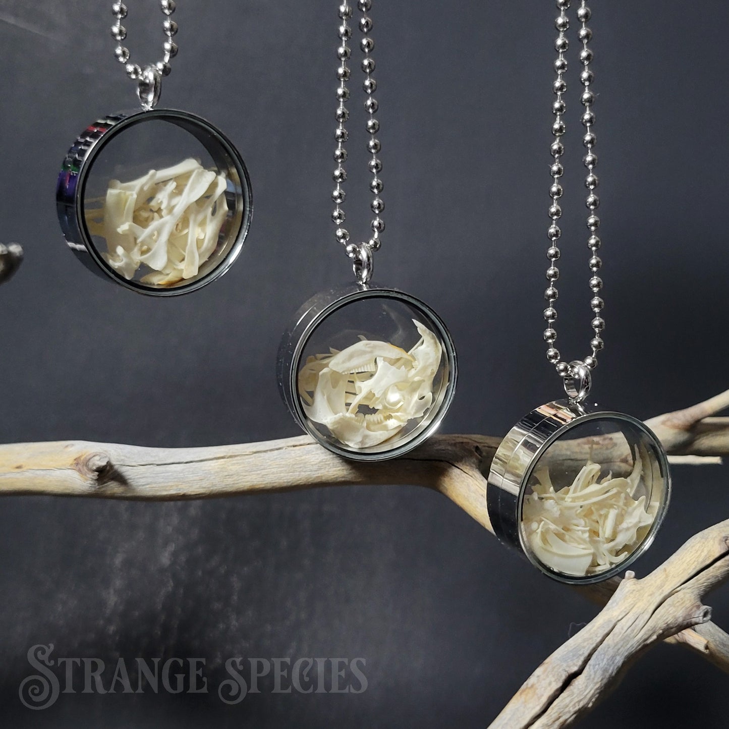 Owl Pellet Rodent Bone Locket Necklace