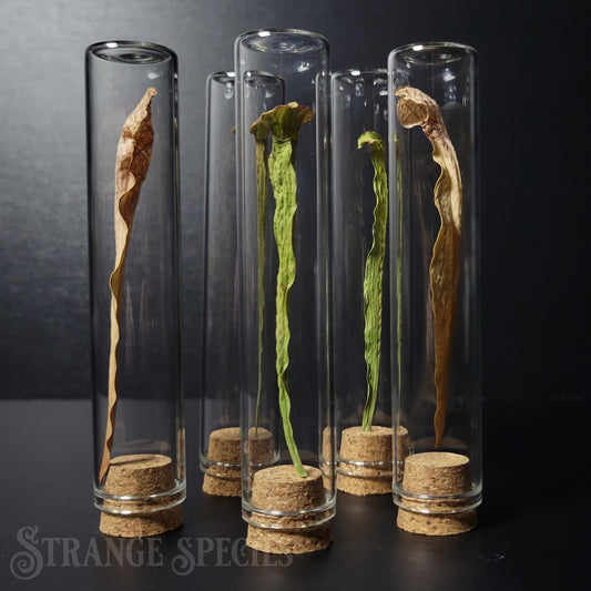 Pitcher Plant Thin Display Vial (One Randomly Selected)