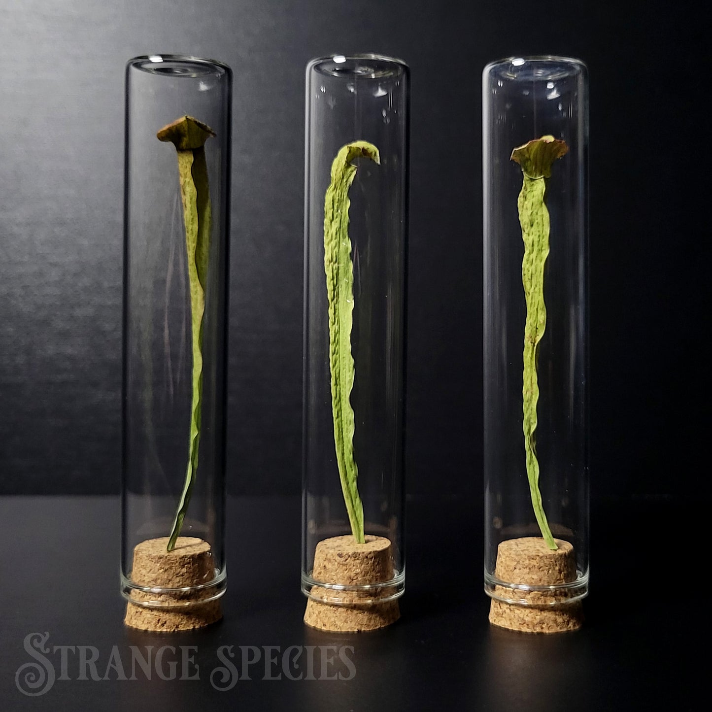 Pitcher Plant Thin Display Vial (One Randomly Selected)