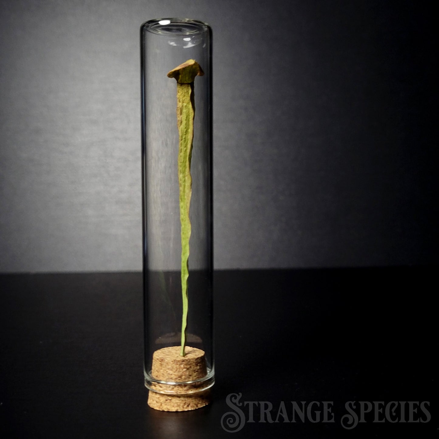 Pitcher Plant Thin Display Vial (One Randomly Selected)