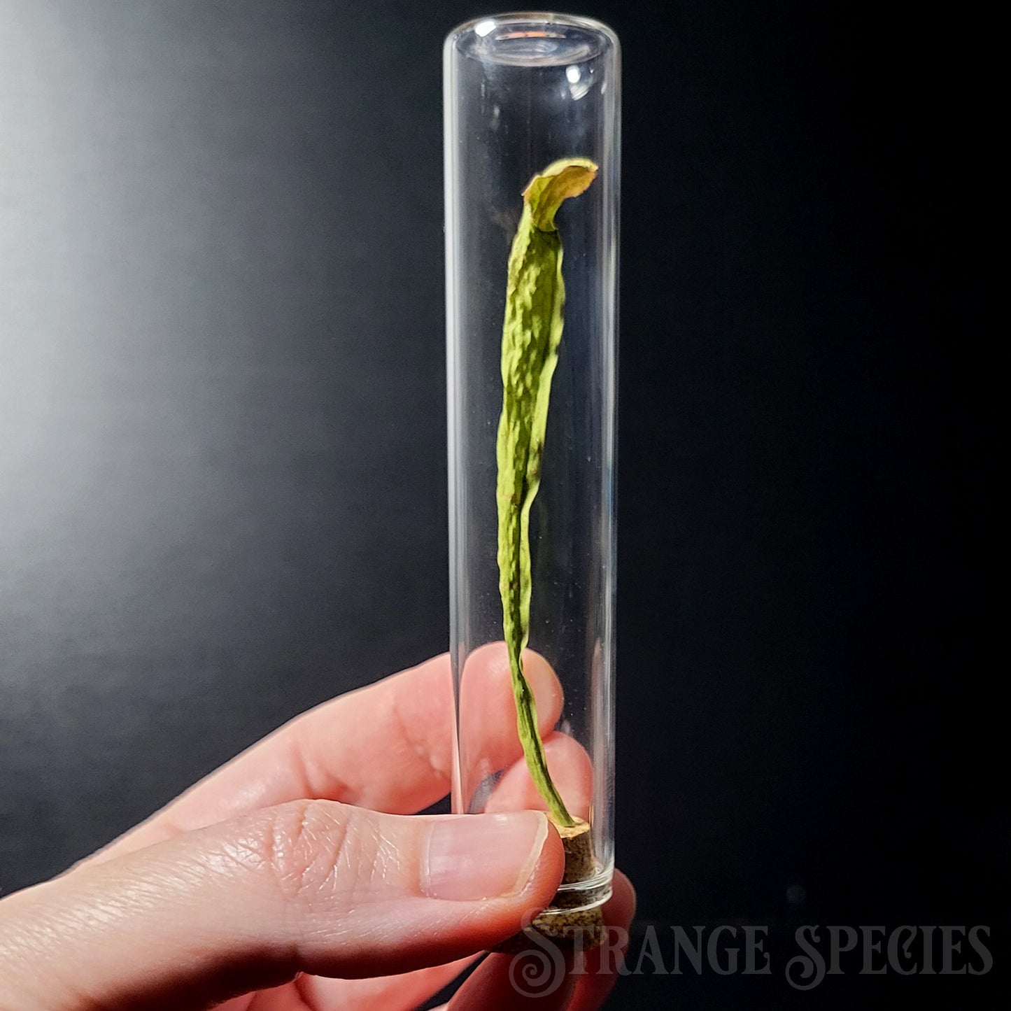 Pitcher Plant Thin Display Vial (One Randomly Selected)