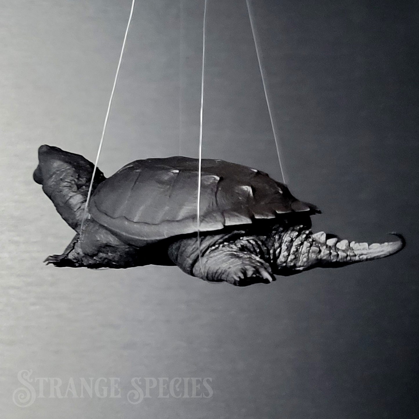 Paint-Your-Own Snapping Turtle Ornament