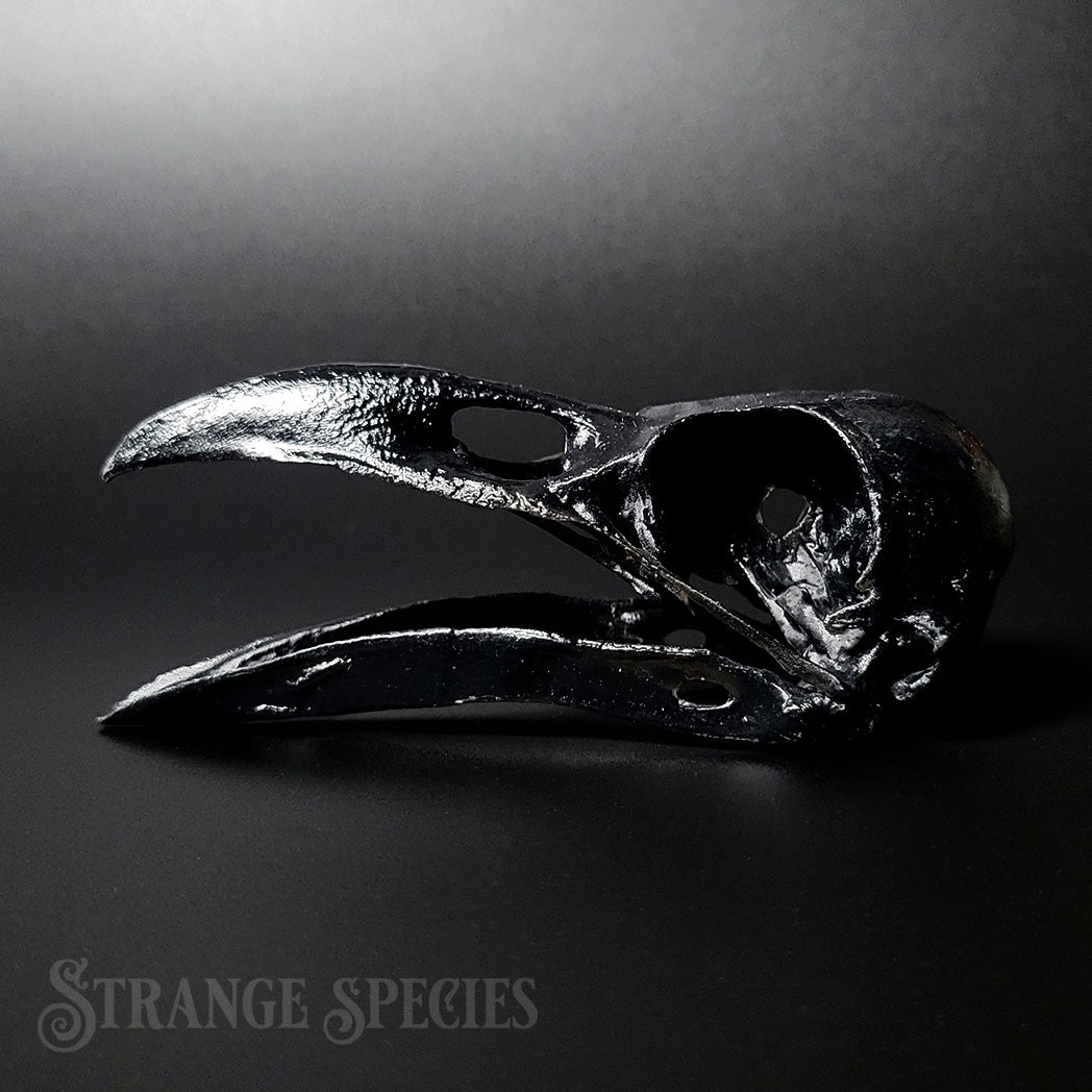 Raven Skull Replica Life-Sized