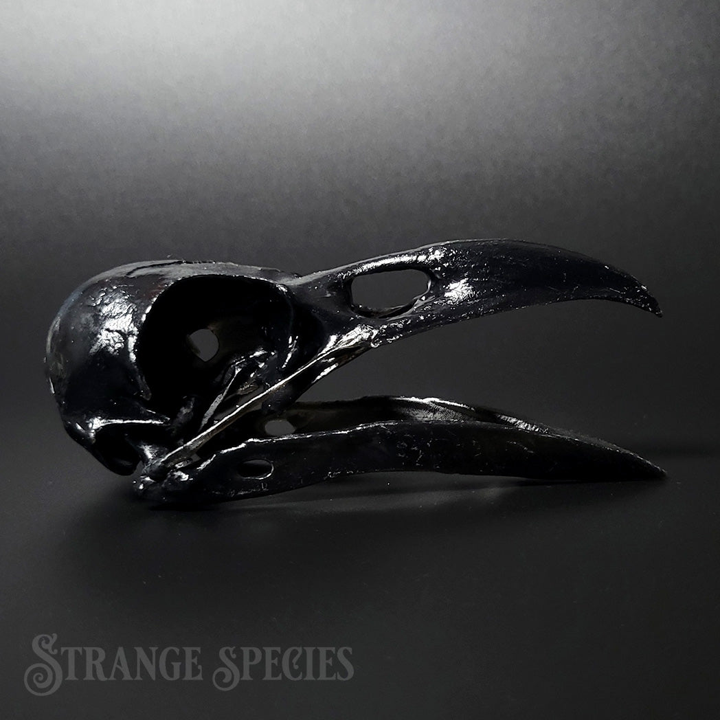 Raven Skull Replica Life-Sized