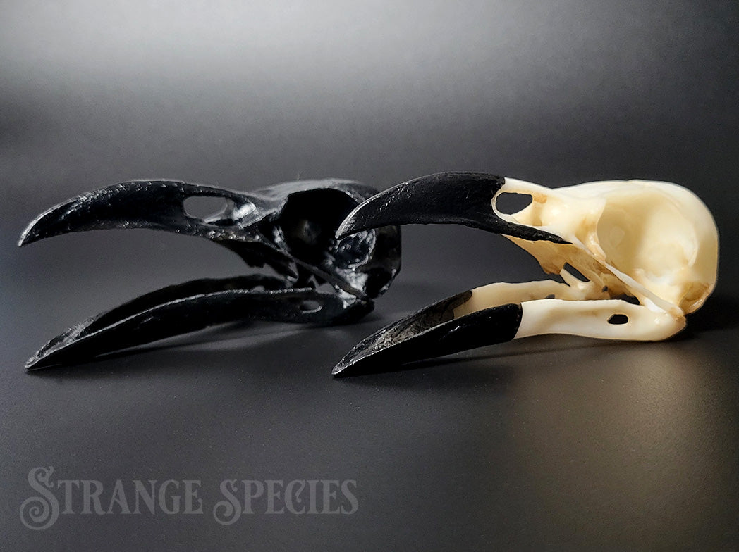 Raven Skull Replica Life-Sized