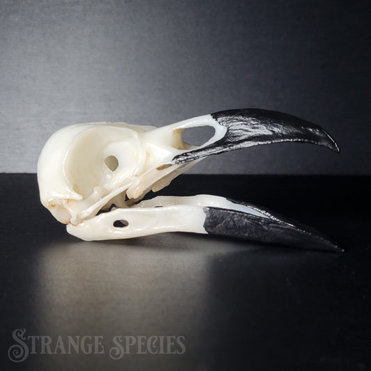 Raven Skull Replica Life-Sized