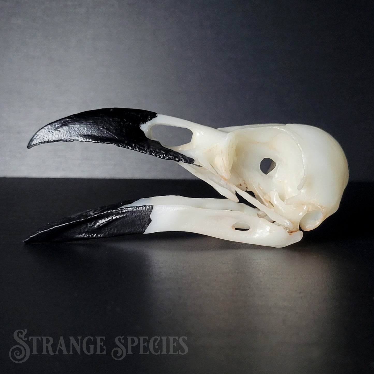 Raven Skull Replica Life-Sized