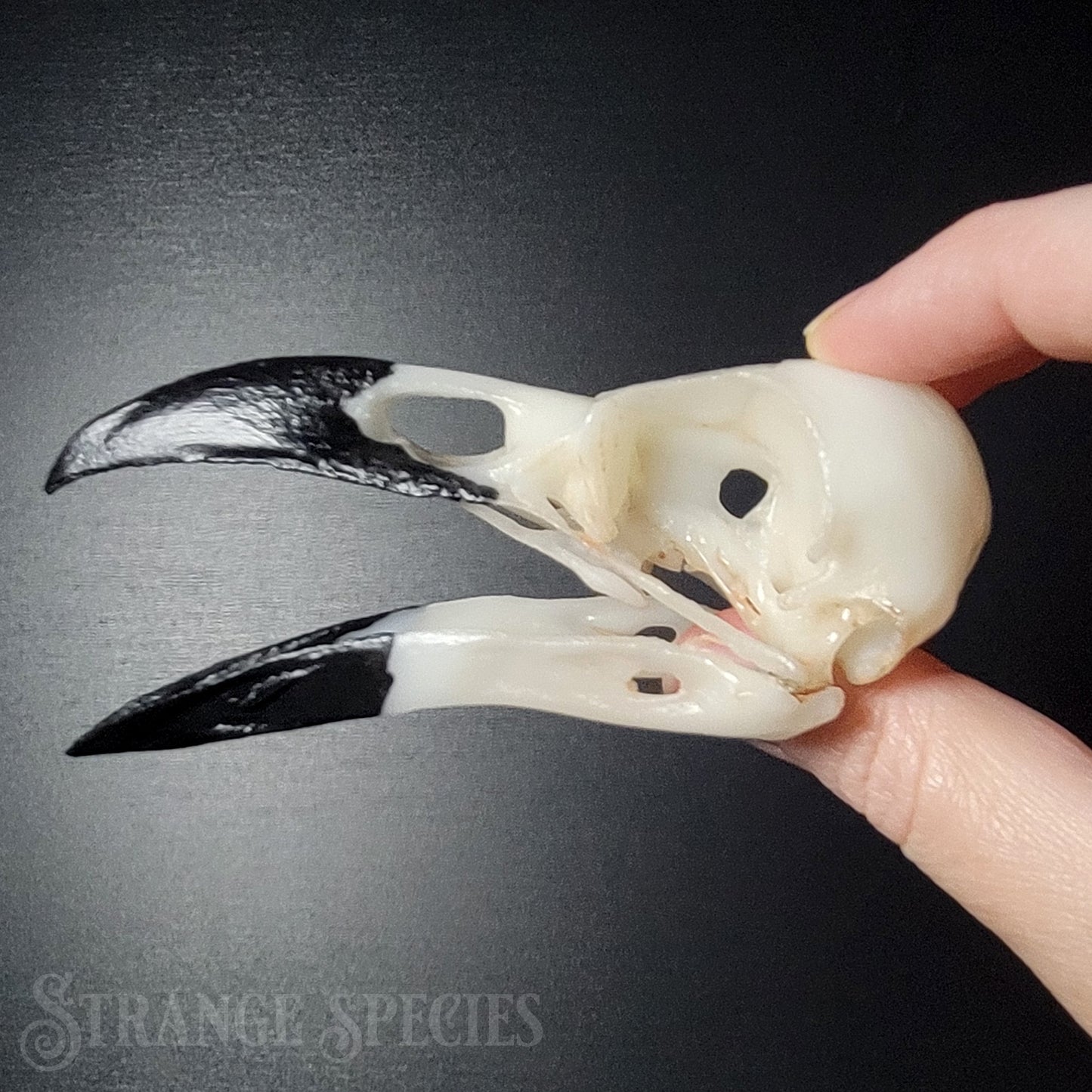 Raven Skull Replica Life-Sized