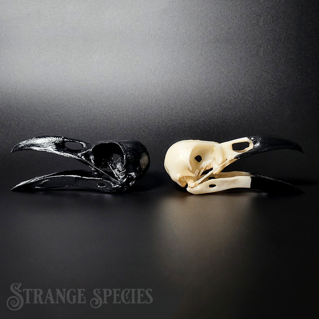 Raven Skull Replica Life-Sized