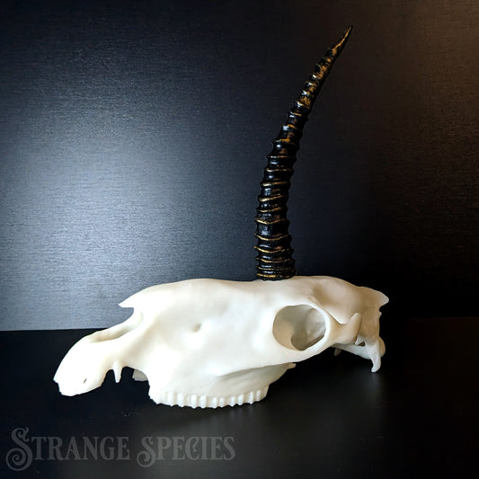 Scimitar-Horned Unicorn Skull