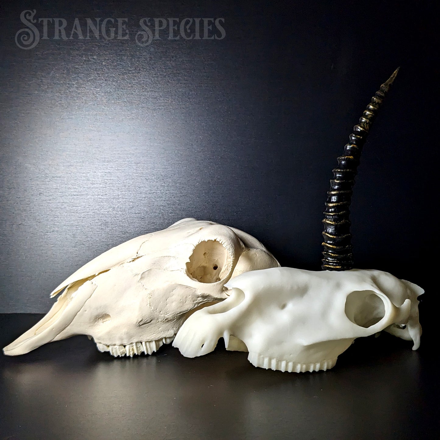 Scimitar-Horned Unicorn Skull