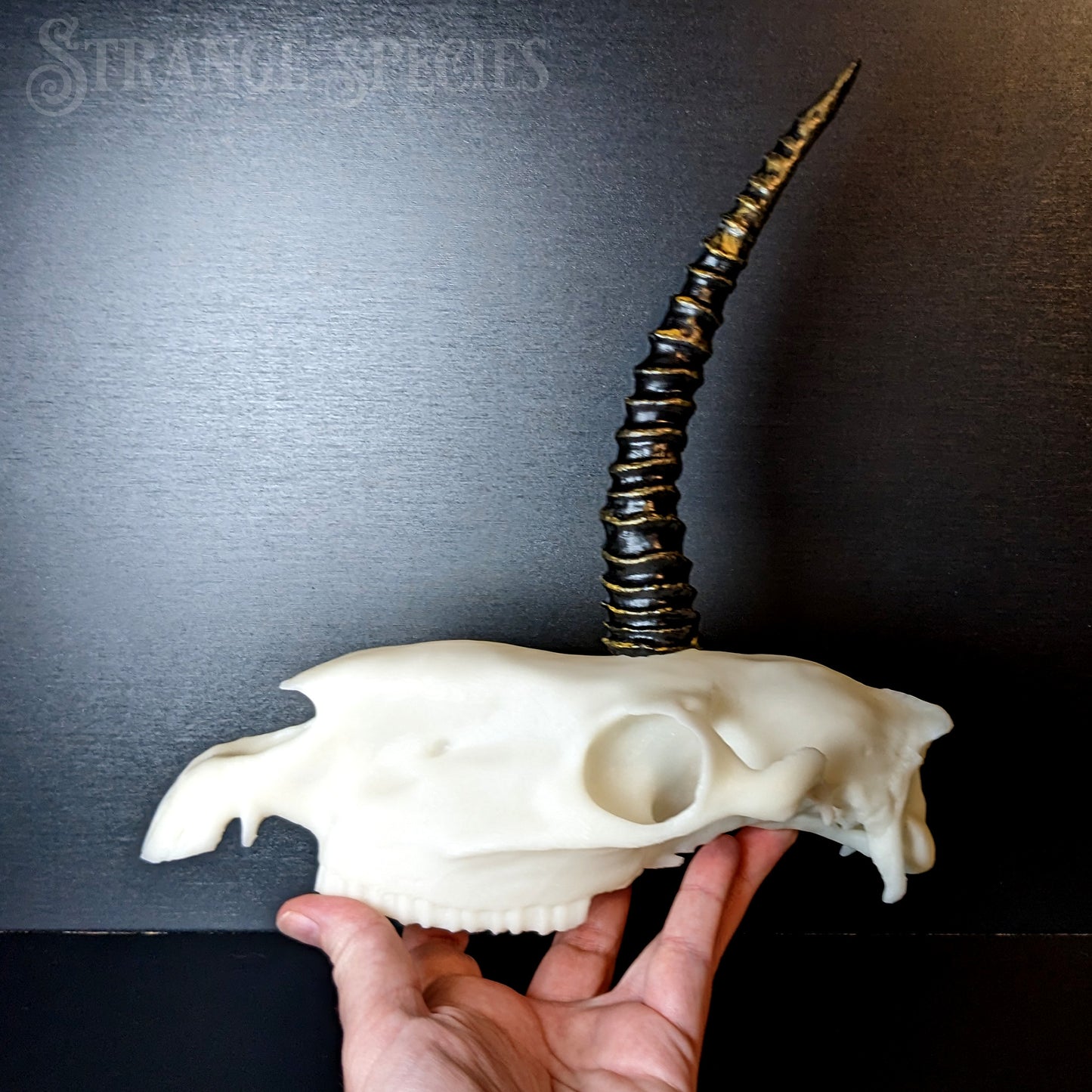 Scimitar-Horned Unicorn Skull