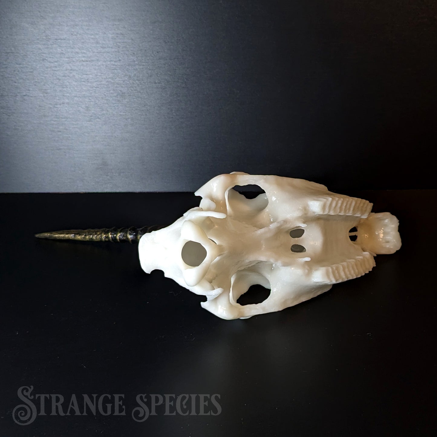 Scimitar-Horned Unicorn Skull