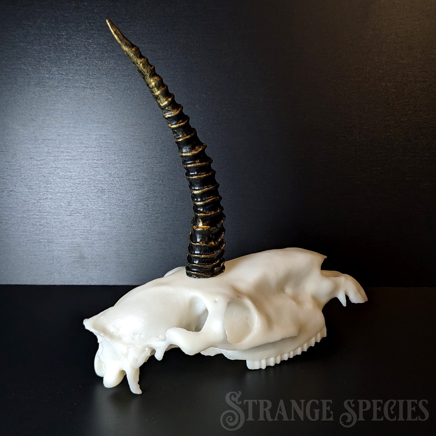 Scimitar-Horned Unicorn Skull