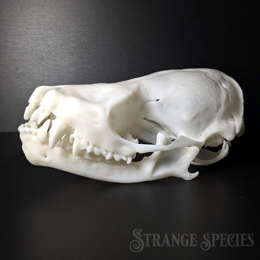 Unusually Large Silver-Haired Bat Skull