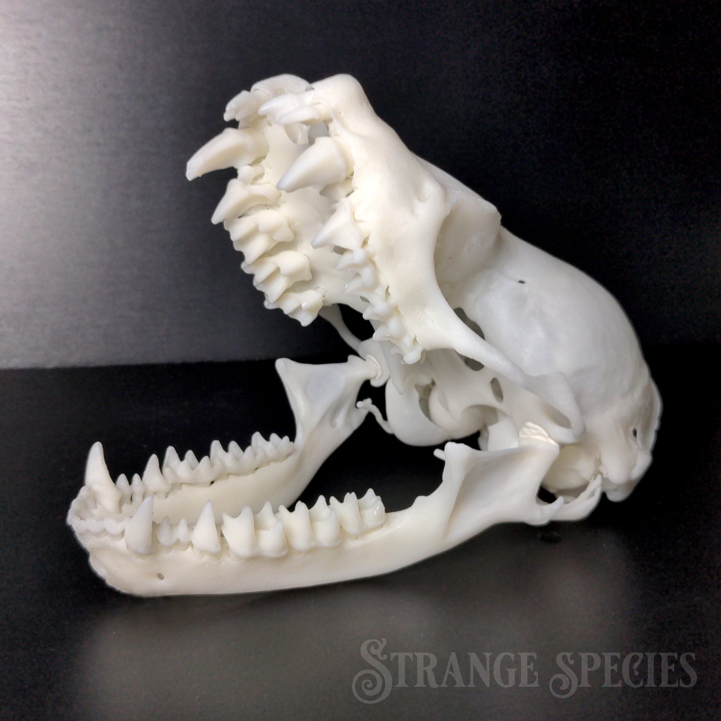 Unusually Large Silver-Haired Bat Skull