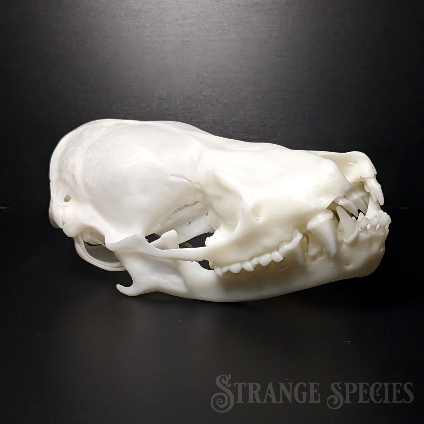 Unusually Large Silver-Haired Bat Skull