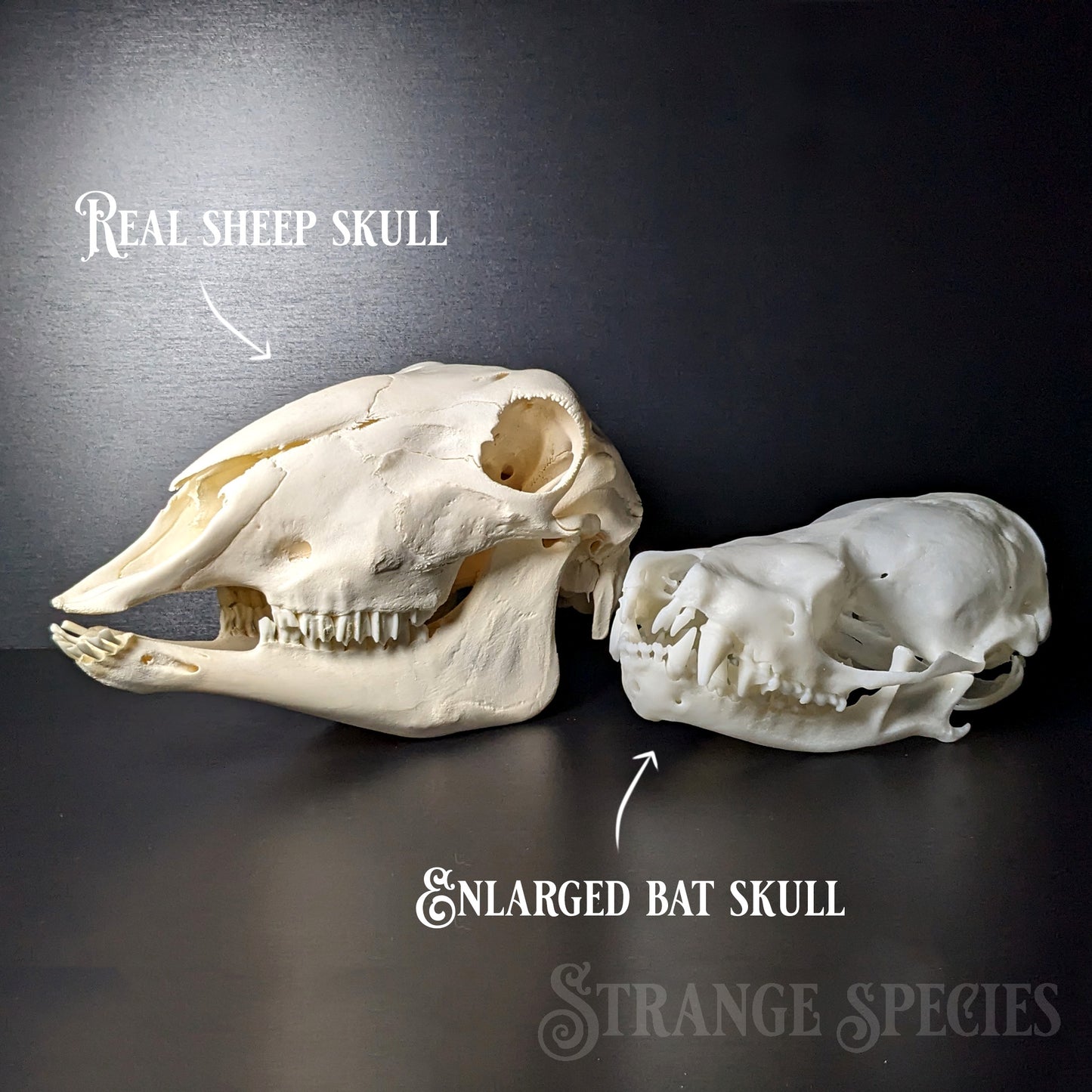 Unusually Large Silver-Haired Bat Skull