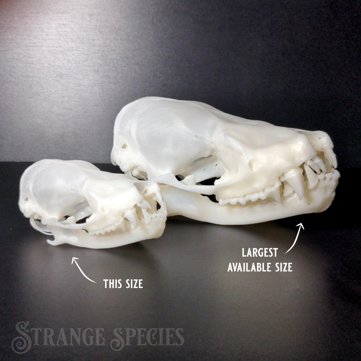 Conservation Edition Enlarged Bat Skull Replicas